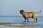 Old English Mastiff
