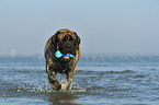 playing Old English Mastiff