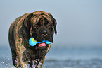 playing Old English Mastiff