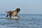 walking Old English Mastiff