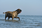 walking Old English Mastiff