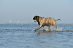walking Old English Mastiff