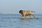 walking Old English Mastiff