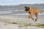 running Old English Mastiff Puppy