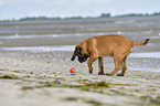 playing Old English Mastiff Puppy
