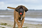 walking Old English Mastiff Puppy