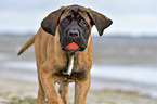 playing Old English Mastiff Puppy