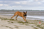 running Old English Mastiff Puppy