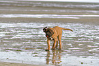 walking Old English Mastiff Puppy