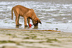 standing Old English Mastiff Puppy