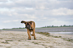 running Old English Mastiff Puppy