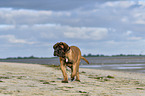 walking Old English Mastiff Puppy