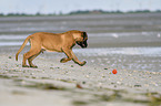 running Old English Mastiff Puppy