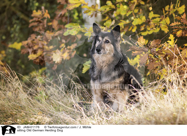 sitzende Gelbbacke / sitting Old German Herding Dog / JAM-01176