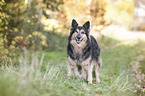 standing Old German Herding Dog