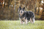 standing Old German Herding Dog