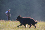 man with Old German Herding Dog