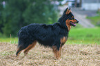 Old German Herding Dog