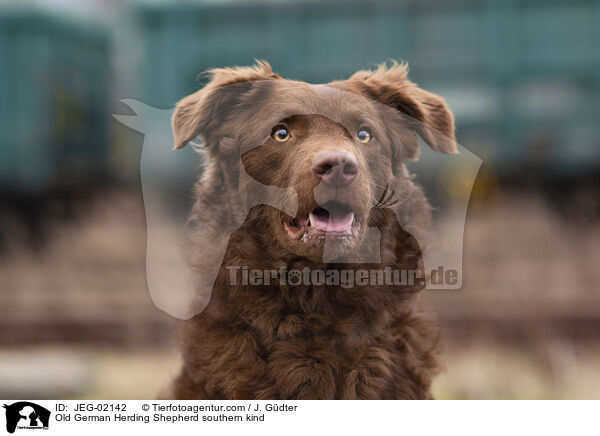 Altdeutscher Htehund Sddeutscher Schlag / Old German Herding Shepherd southern kind / JEG-02142