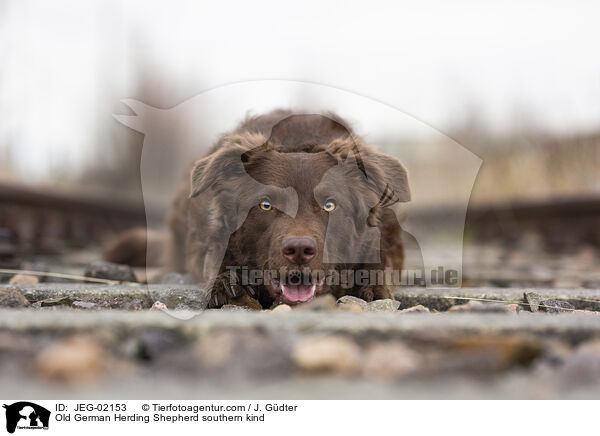 Altdeutscher Htehund Sddeutscher Schlag / Old German Herding Shepherd southern kind / JEG-02153