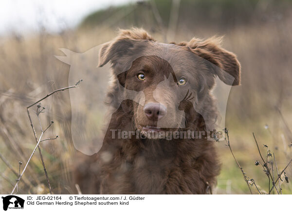 Old German Herding Shepherd southern kind / JEG-02164