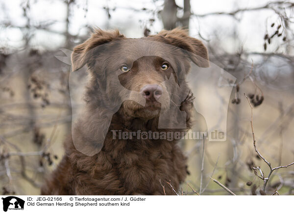 Old German Herding Shepherd southern kind / JEG-02166