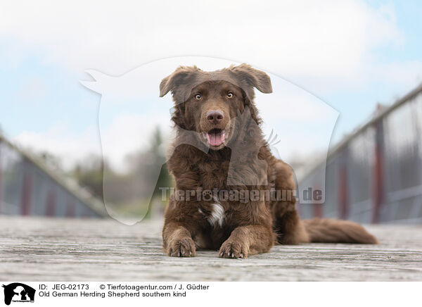 Old German Herding Shepherd southern kind / JEG-02173