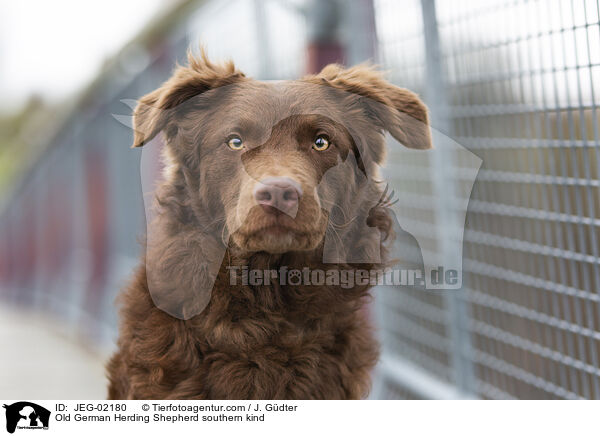 Old German Herding Shepherd southern kind / JEG-02180