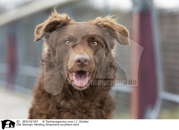 Old German Herding Shepherd southern kind / JEG-02183