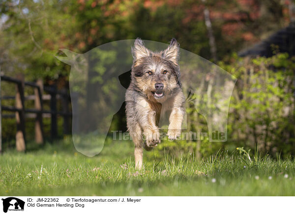 Altdeutscher Htehund / Old German Herding Dog / JM-22362