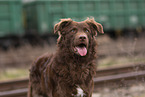 Old German Herding Shepherd southern kind
