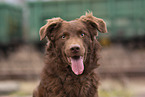 Old German Herding Shepherd southern kind