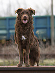 Old German Herding Shepherd southern kind