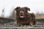 Old German Herding Shepherd southern kind
