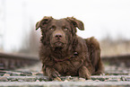 Old German Herding Shepherd southern kind