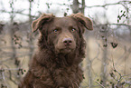 Old German Herding Shepherd southern kind