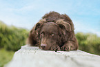 Old German Herding Shepherd southern kind