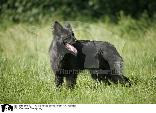 Schwarzer Altdeutscher Htehund / Old German Sheepdog / RR-16782