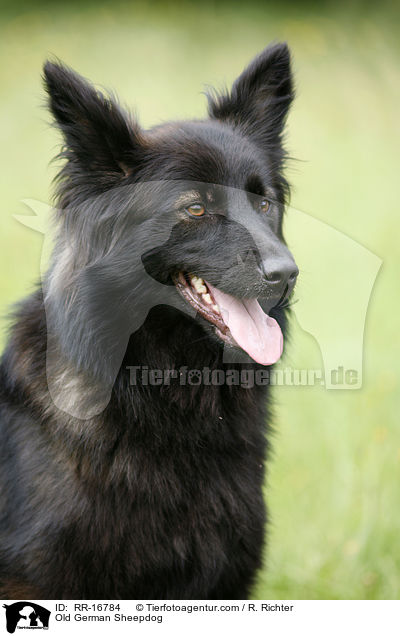Schwarzer Altdeutscher Htehund / Old German Sheepdog / RR-16784