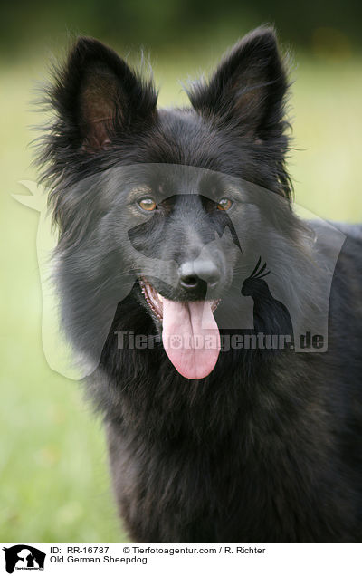 Old German Sheepdog / RR-16787
