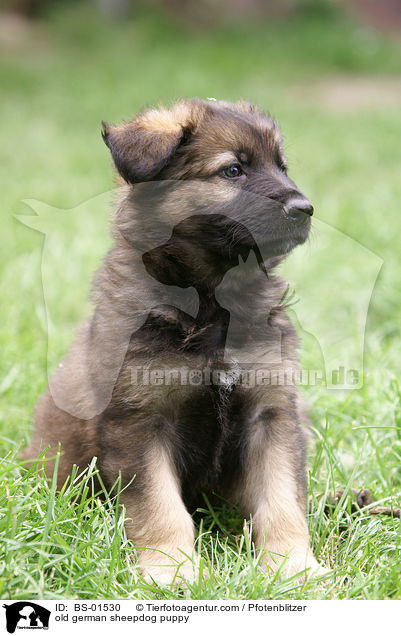 Altdeutscher Schferhund Welpe / old german sheepdog puppy / BS-01530