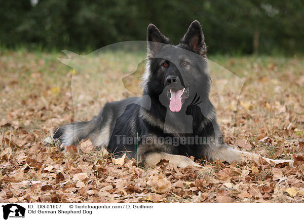 Altdeutscher Schferhund / Old German Shepherd Dog / DG-01607