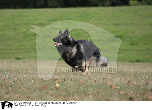 Altdeutscher Schferhund / Old German Shepherd Dog / DG-01612