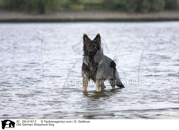 Altdeutscher Schferhund / Old German Shepherd Dog / DG-01617