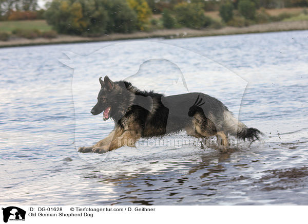 Old German Shepherd Dog / DG-01628