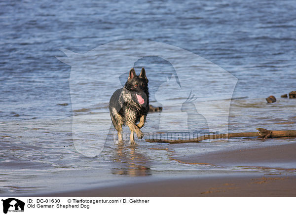 Old German Shepherd Dog / DG-01630