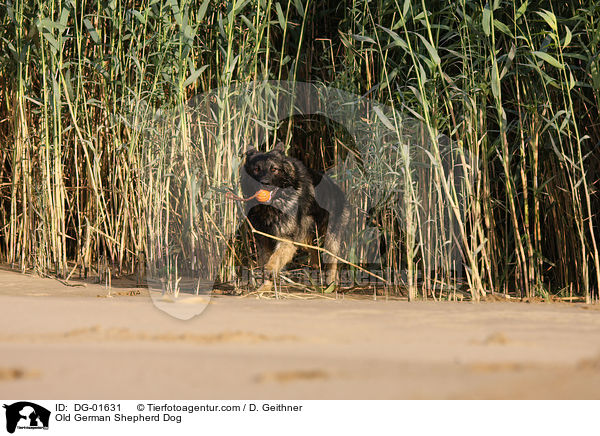 Old German Shepherd Dog / DG-01631