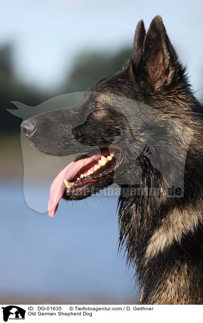 Old German Shepherd Dog / DG-01635