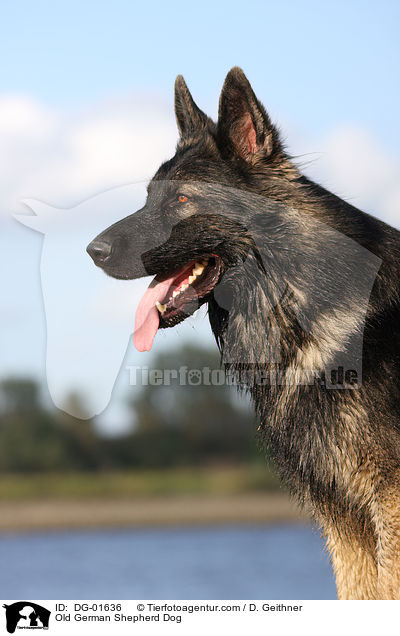 Old German Shepherd Dog / DG-01636