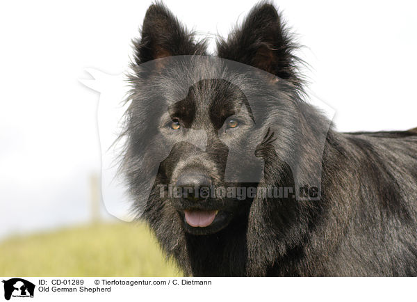 Old German Shepherd / CD-01289